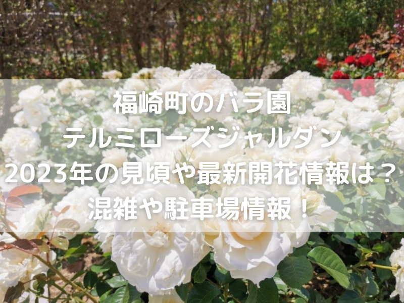 白色のバラ